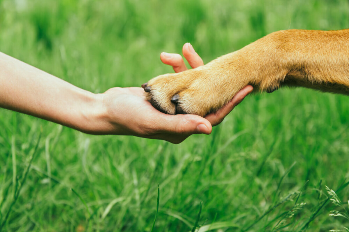 direitos dos animais